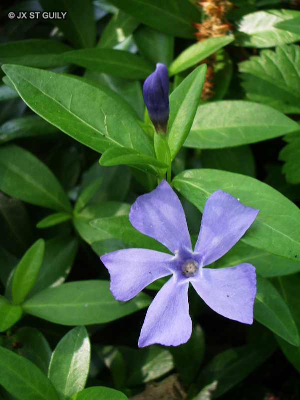 Apocynaceae - Vinca minor - Petite Pervenche
