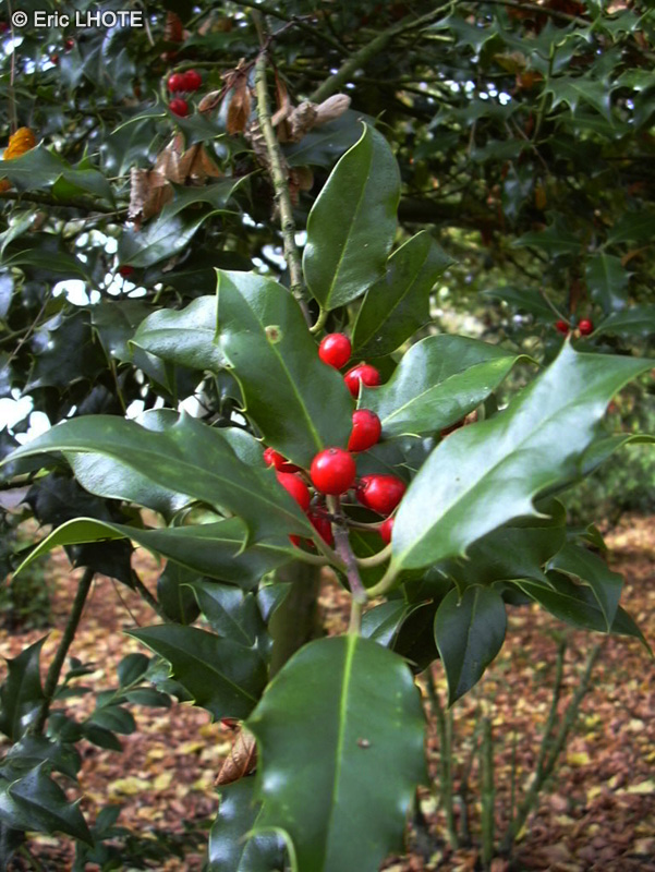  - Ilex aquifolium - 