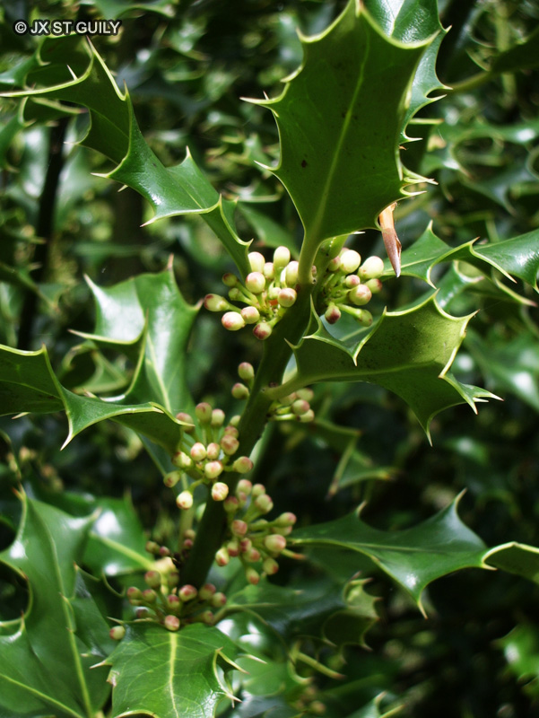  - Ilex aquifolium - 