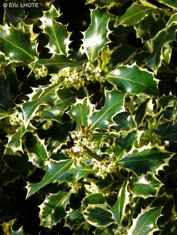  - Ilex aquifolium Argentea Marginata - 
