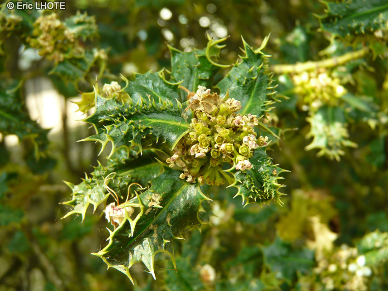  - Ilex aquifolium Ferox - 