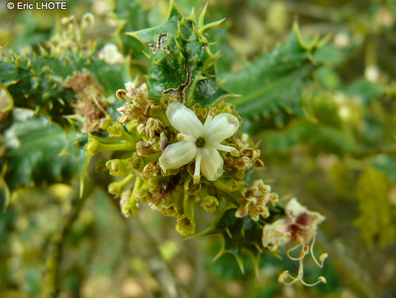  - Ilex aquifolium Ferox - 