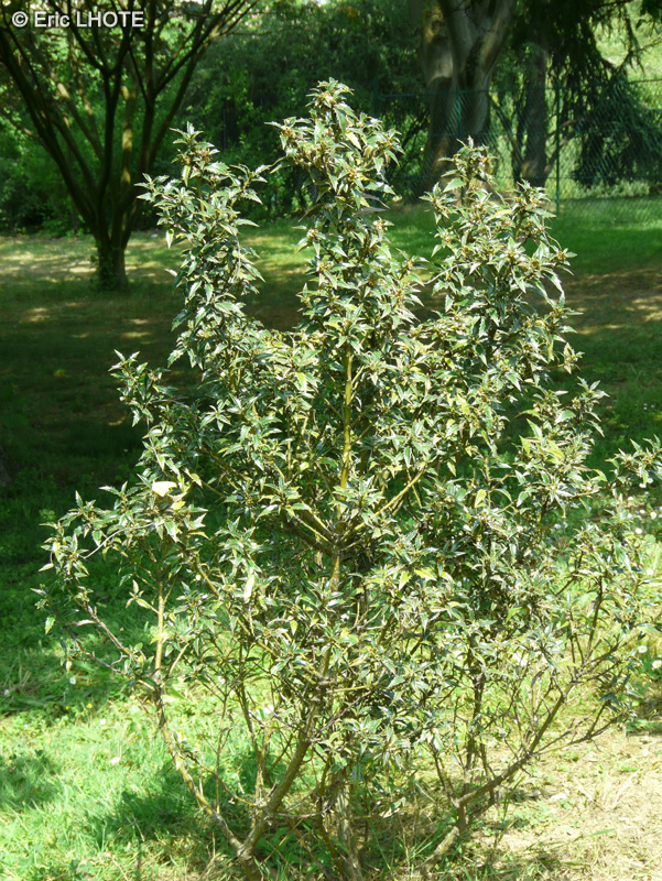 - Ilex aquifolium Myrtifolia - 