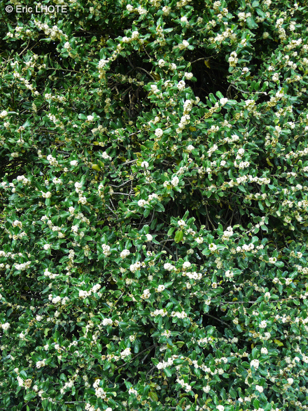  - Ilex aquifolium Pyramidalis - 