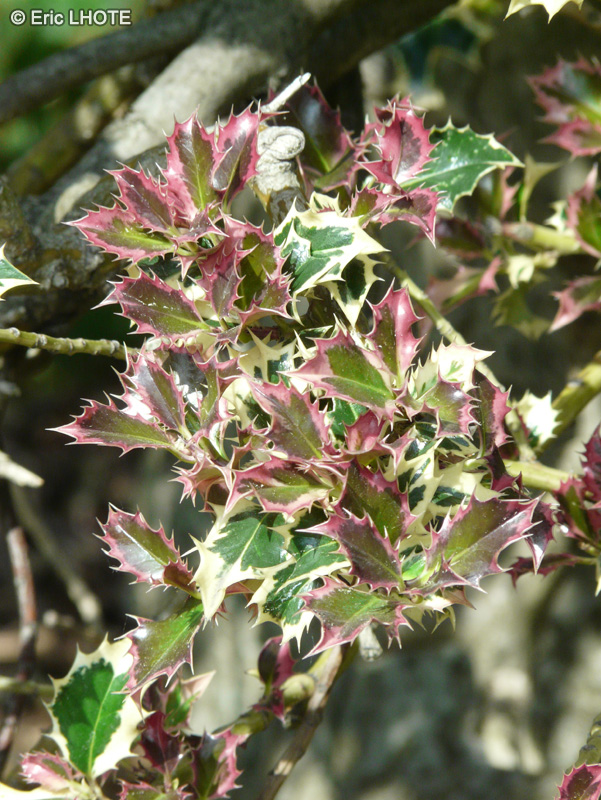  - Ilex aquifolium aureomarginata - 