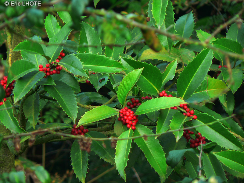  - Ilex castaneifolia - 