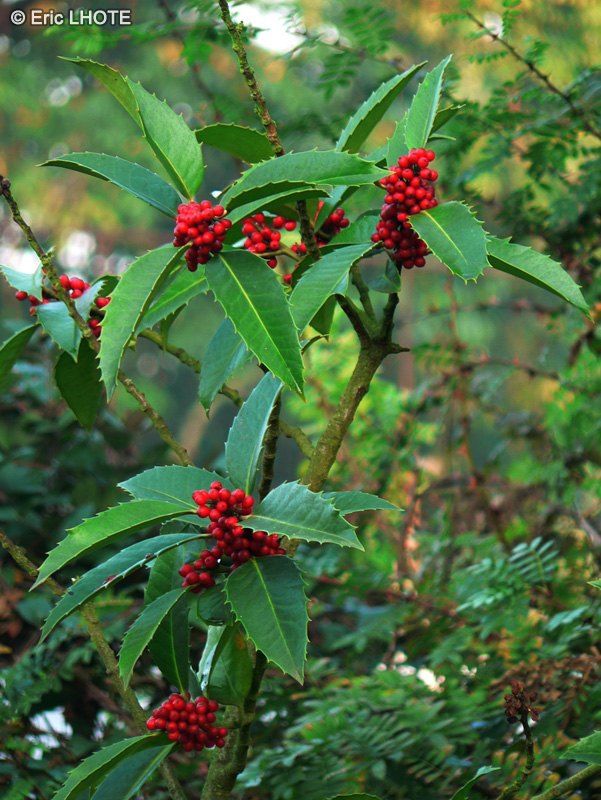 Aquifoliaceae - Ilex castaneifolia - Houx à feuilles de Châtaigner