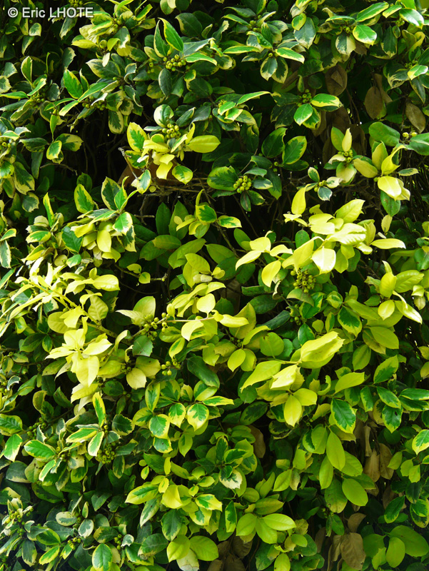 Aquifoliaceae - Ilex x altaclarensis Golden King - Houx