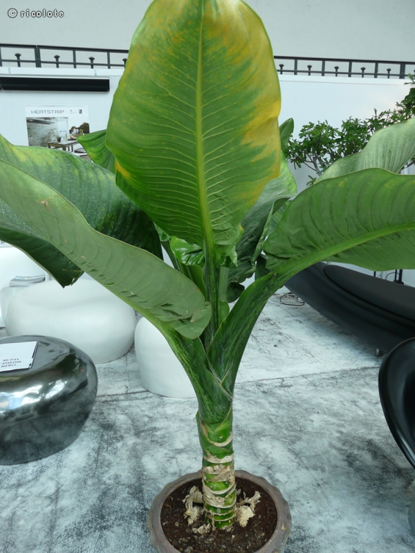  - Alocasia macrorrhiza - 
