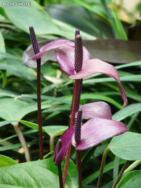 Araceae - Anthurium Fiorino - Flamant rose, Langue de feu