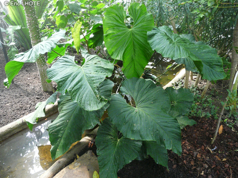  - Anthurium balaoanum - 