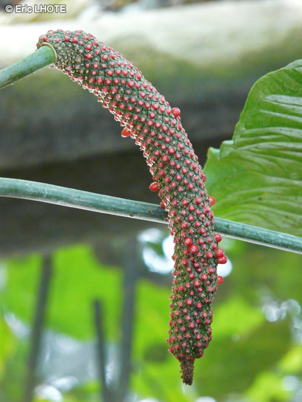  - Anthurium balaoanum - 