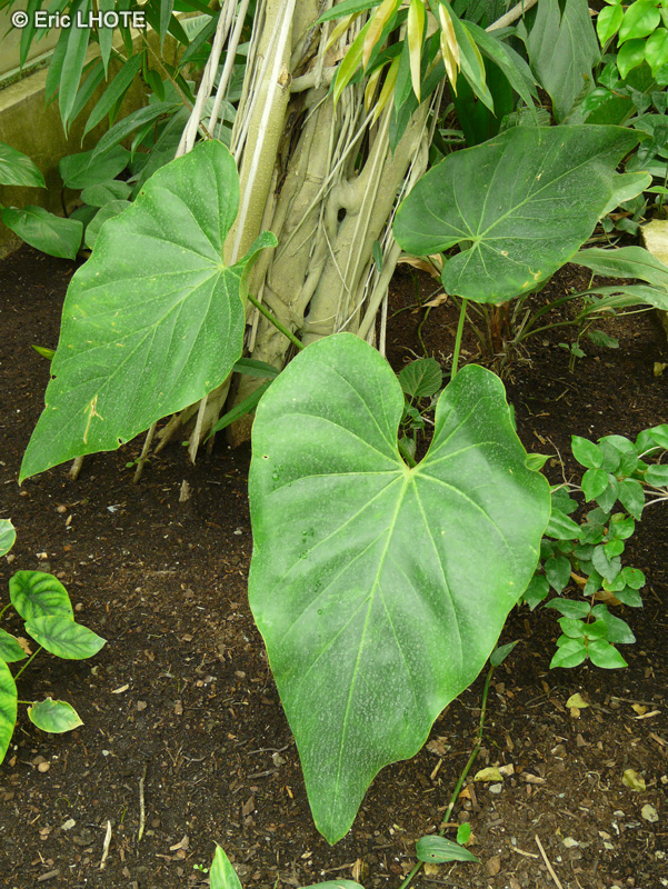  - Anthurium cordifolium - 