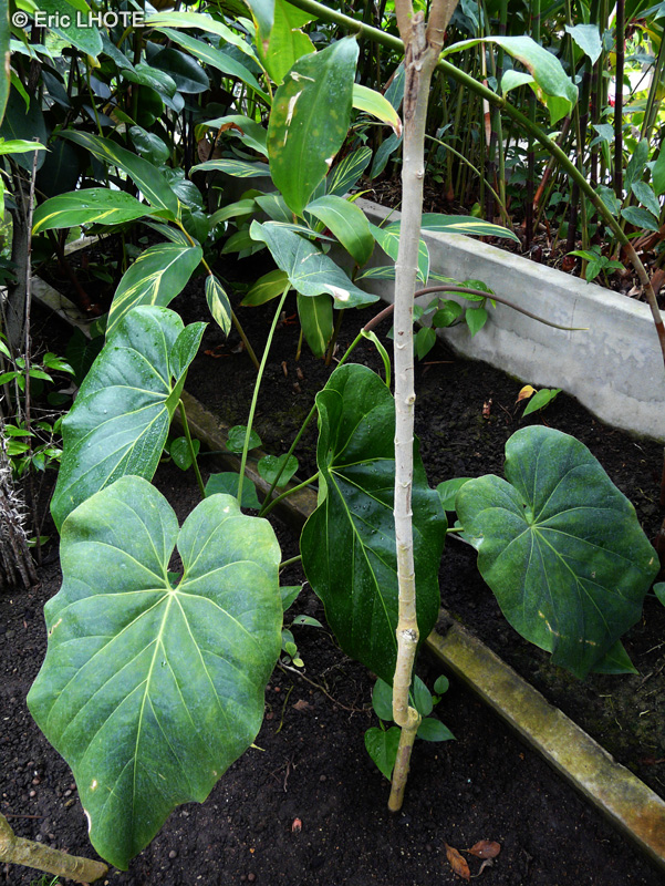 Araceae - Anthurium cordifolium - Flamant rose, Langue de feu