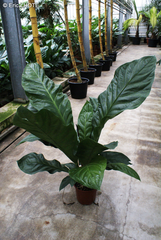  - Anthurium hookeri - 