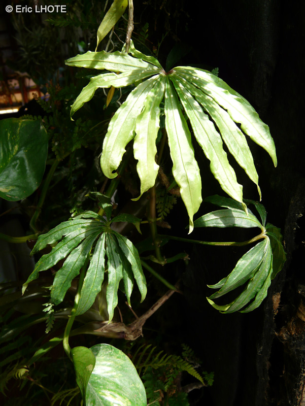  - Anthurium polyschistum Tweed - 