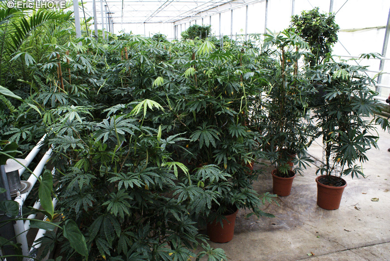  - Anthurium polyschistum Tweed - 