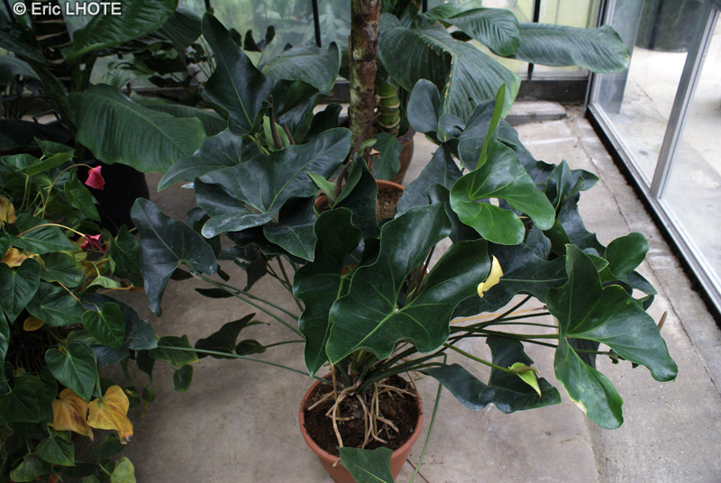  - Anthurium scherzerianum - 