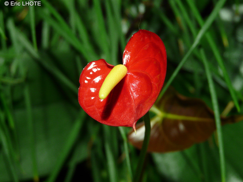 Araceae - Anthurium x - Flamant rose, Langue de feu