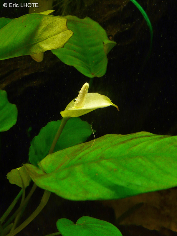  - Anubias barteri nana - 