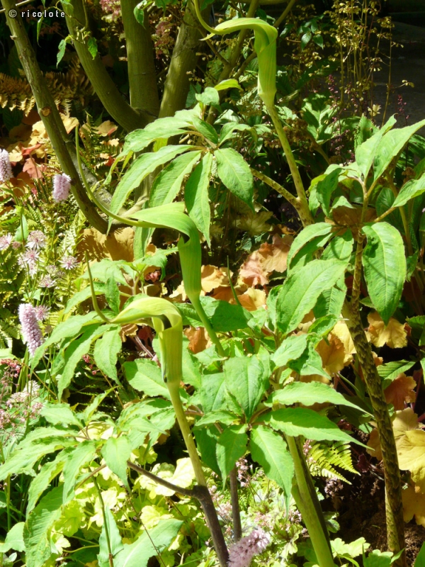 - Arisaema heterophyllum - 