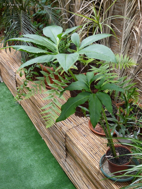  - Arisaema heterophyllum - 