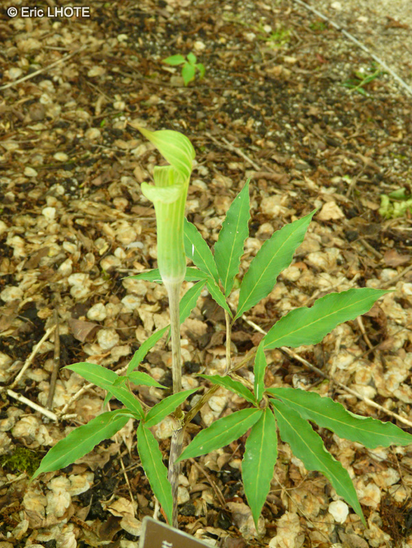 Araceae - Arisaema serratum - Arisème