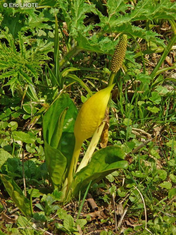 Araceae - Arum alpinum - Arum des alpes
