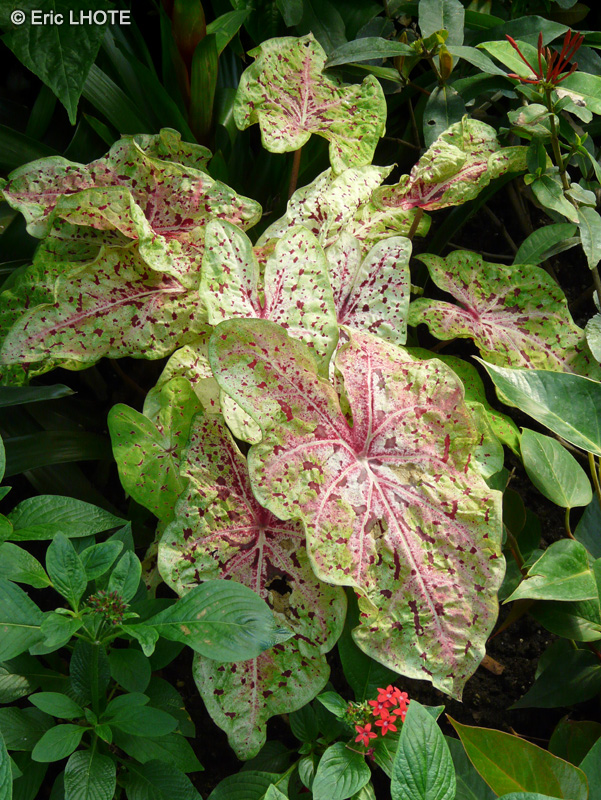  - Caladium Miss Muffet - 