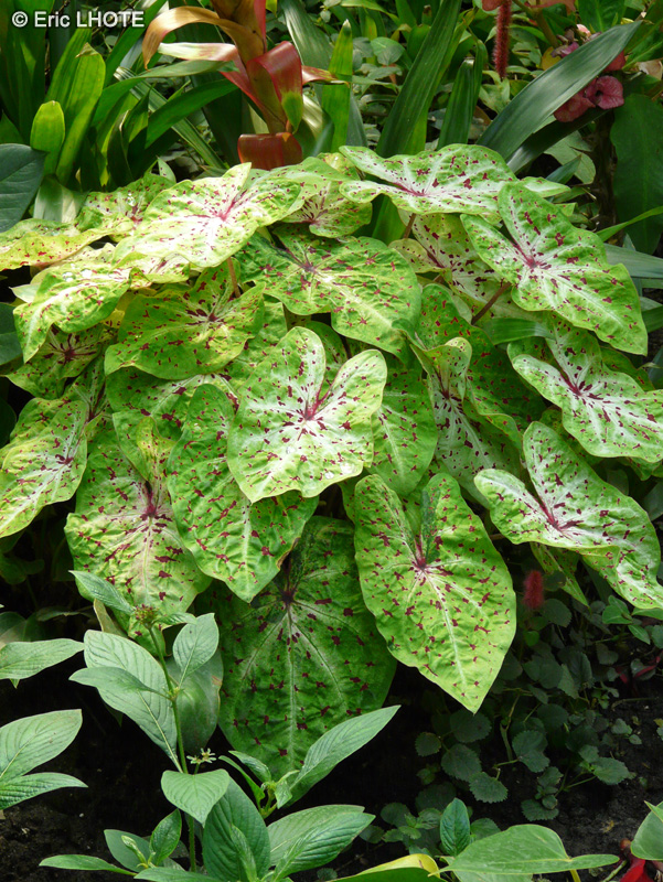 Araceae - Caladium Miss Muffet - Oreilles d’éléphant, Caladion