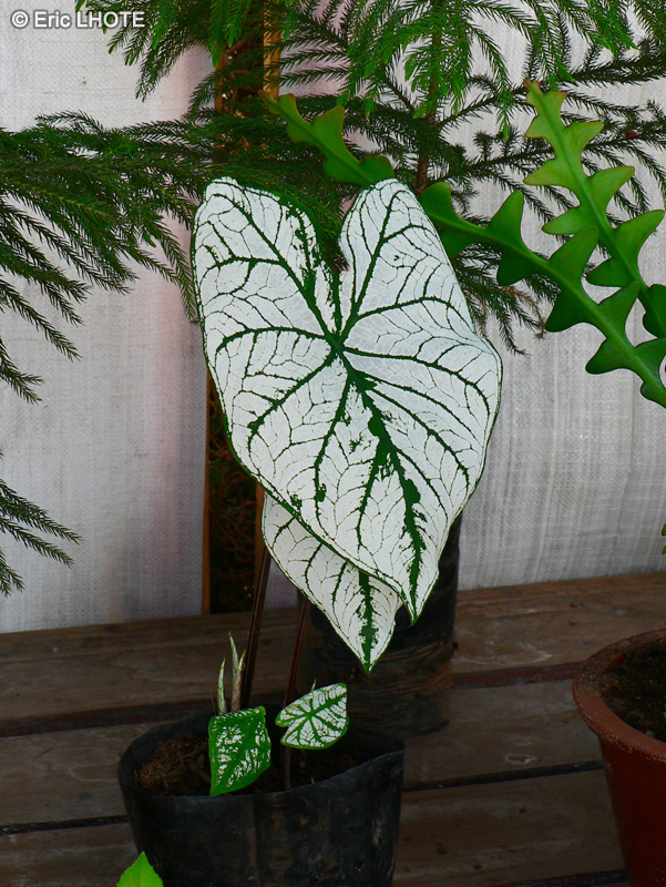 Araceae - Caladium bicolor - Oreilles d’éléphant, Caladion