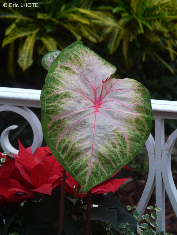 Araceae - Caladium hortulanum - Oreilles d’éléphant, Caladion