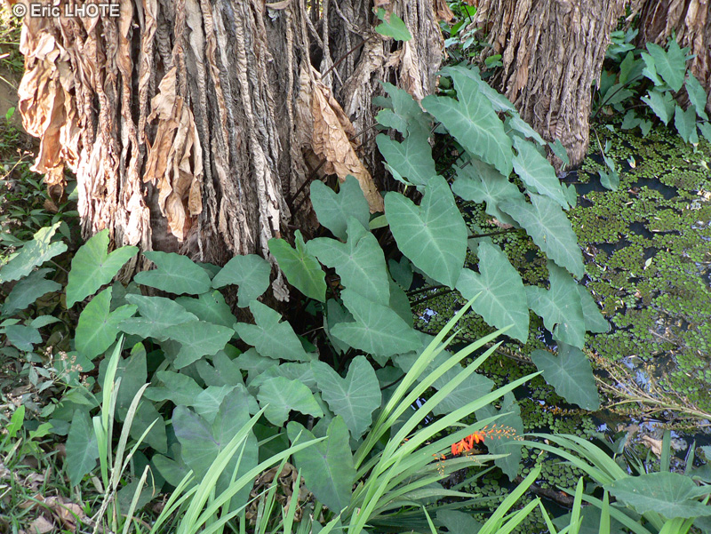  - Colocasia esculenta - 