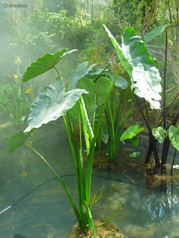  - Colocasia esculenta - 