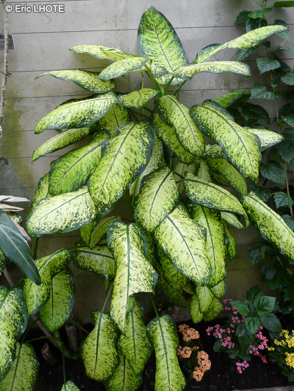 Araceae - Dieffenbachia x picta - Dieffenbachée, Canne du muet