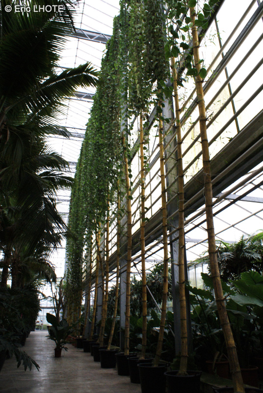  - Epipremnum aureum - 