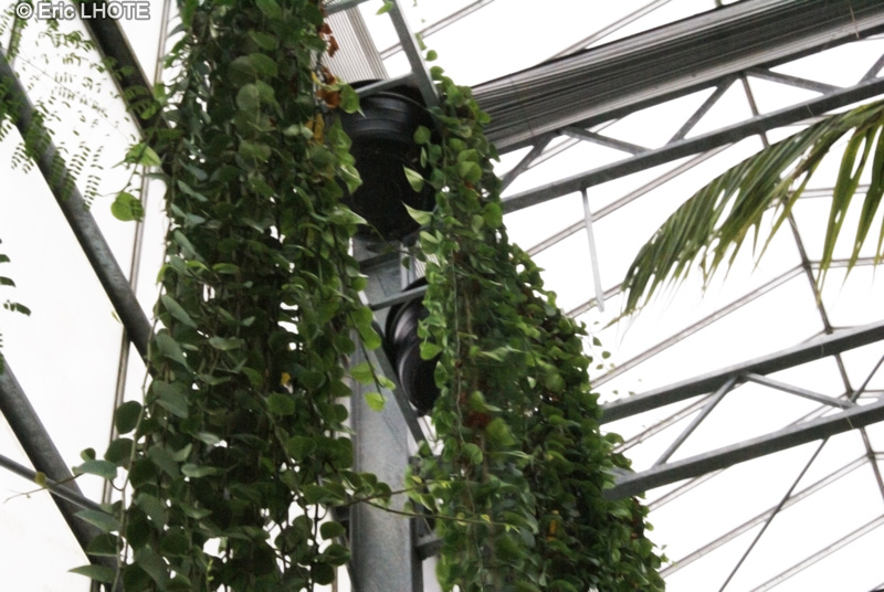  - Epipremnum aureum - 