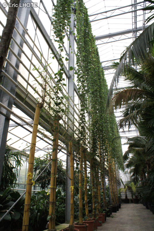 Araceae - Epipremnum aureum - Arum grimpant, Pothos doré