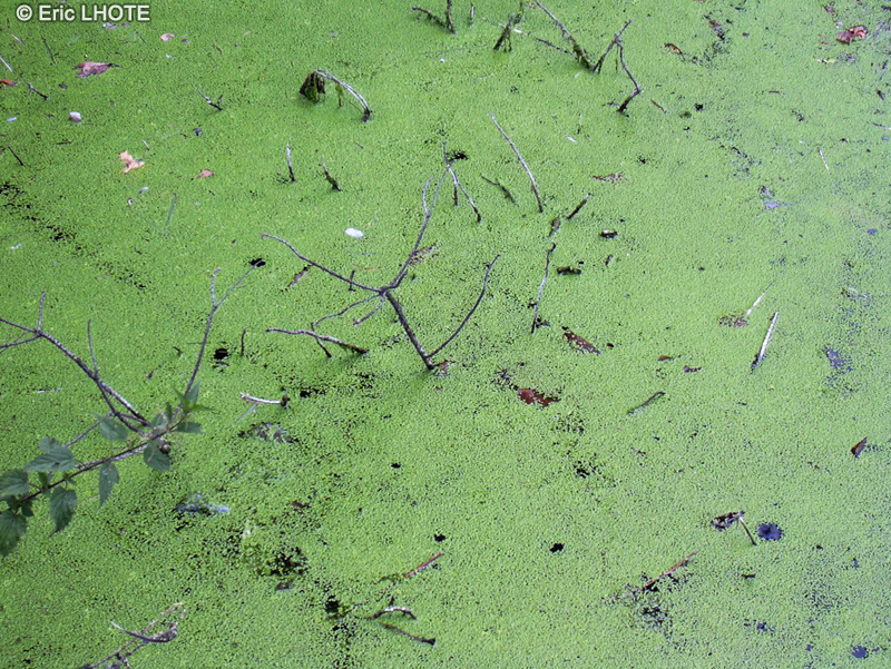 Araceae - Lemna minor - Lentille d&rsquo;eau, Lenticule mineure, Cannet&eacute;e