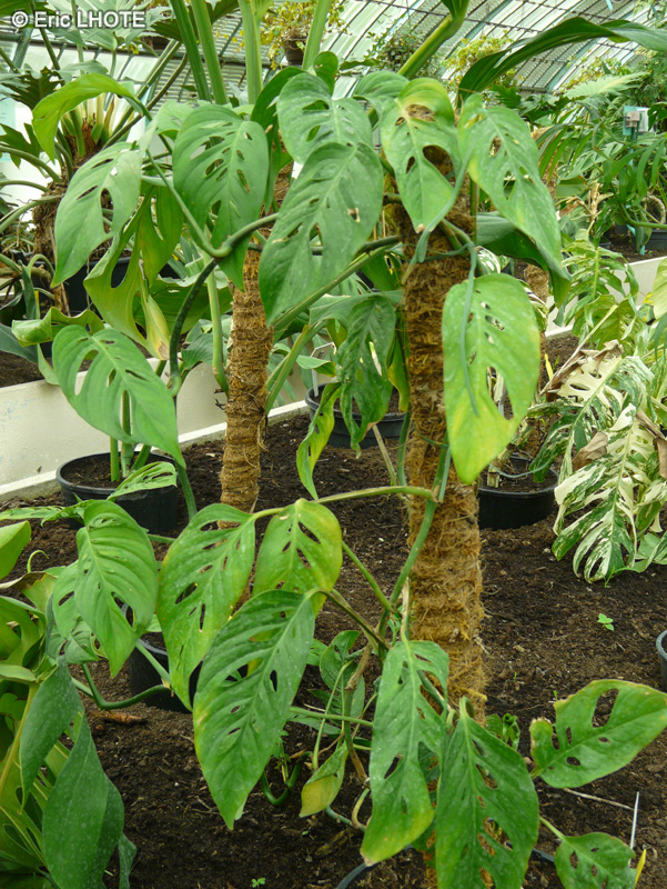  - Monstera acacogayensis - 