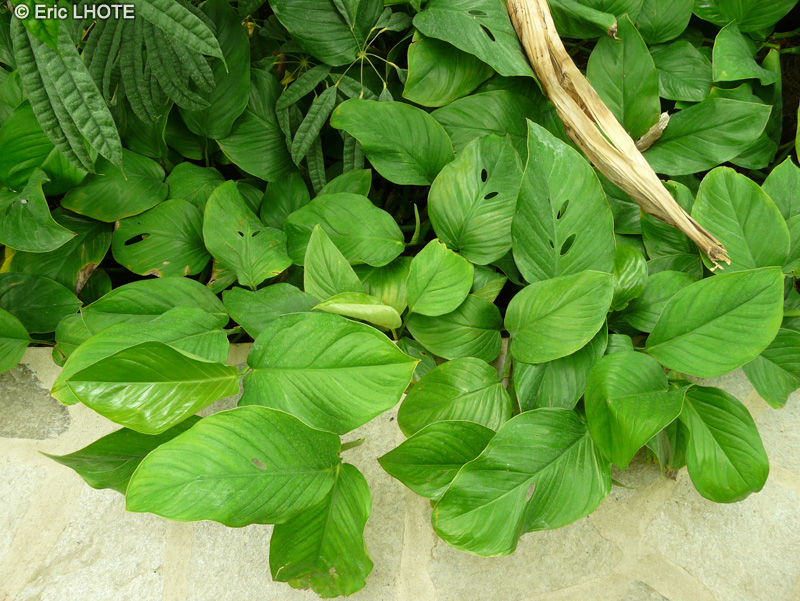 Araceae - Monstera acuminata - Monstera, Shingle Plant