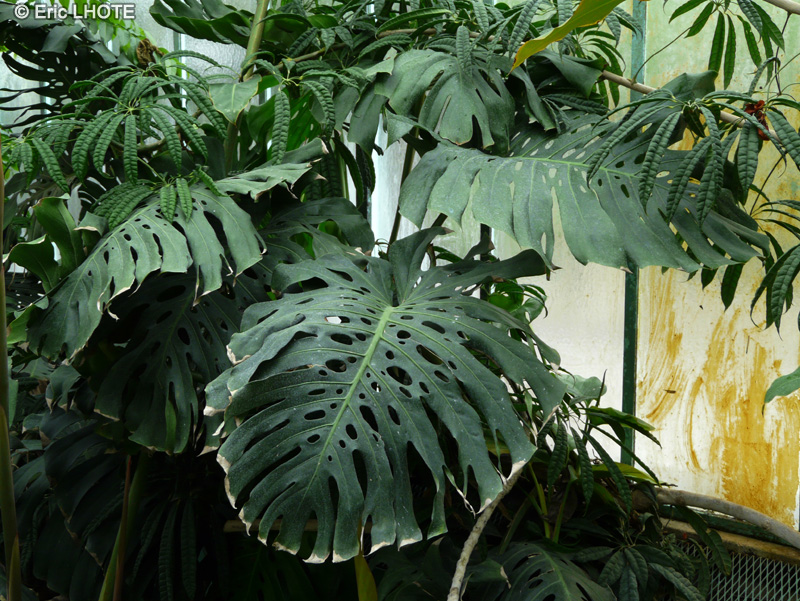  - Monstera deliciosa - 