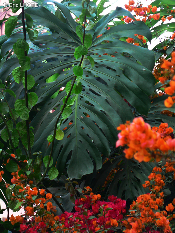 Araceae - Monstera deliciosa - Faux Philodendron, Fruit d&eacute;licieux, Ananas du pauvre