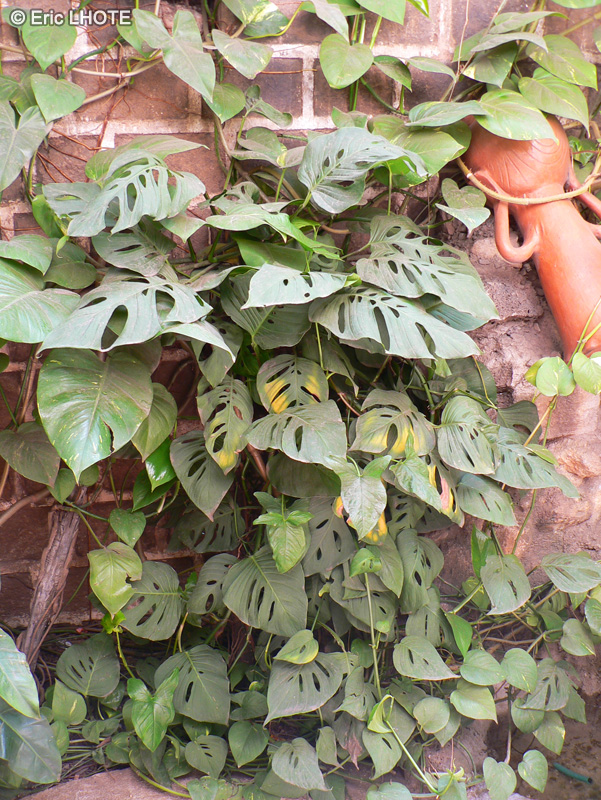  - Monstera obliqua, Monstera adansonii, Monstera pertusa - 