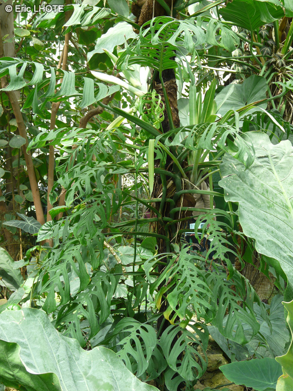  - Monstera obliqua, Monstera adansonii, Monstera pertusa - 