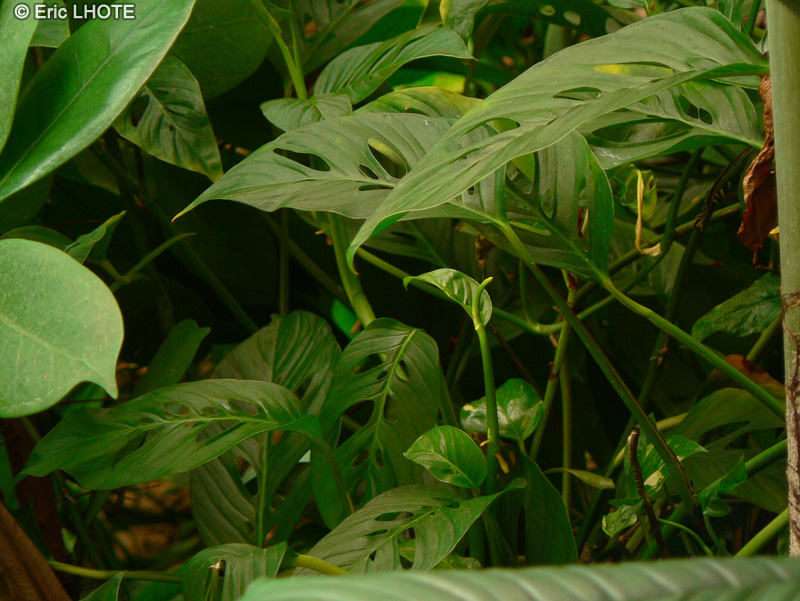 Araceae - Monstera obliqua, Monstera adansonii, Monstera pertusa - Philodendron &agrave; feuilles fendues, Fromage suisse