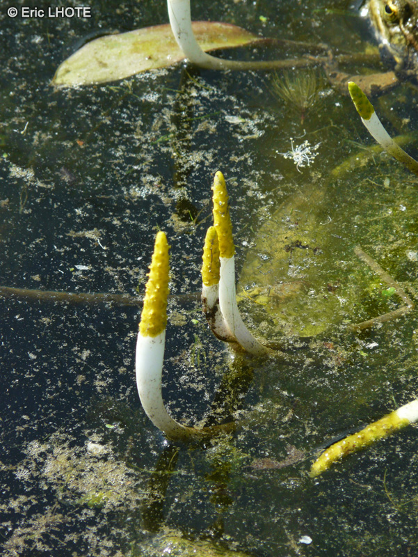 Araceae - Orontium aquaticum - Plante bougie, Cryptocoryne Am&eacute;ricaine