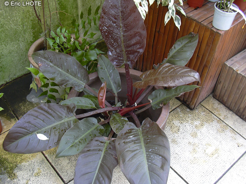 Araceae - Philodendron Imperial Red - Philodendron