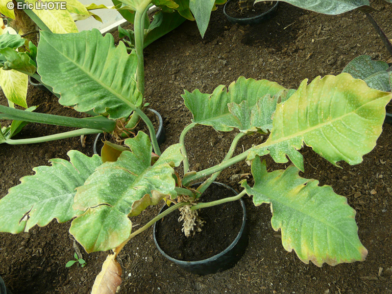 Araceae - Philodendron Jumbo - Philodendron