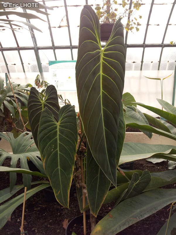 Araceae - Philodendron andreanum - Philodendron